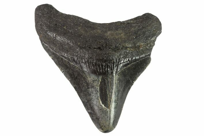 Juvenile Megalodon Tooth - Georgia #90811